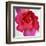 Spring Roses I-Jenny Thomlinson-Framed Art Print