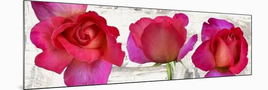 Spring Roses-Jenny Thomlinson-Mounted Art Print