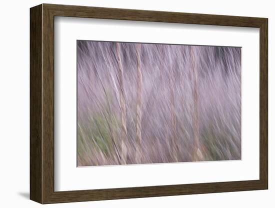 Spring Rustle-Jacob Berghoef-Framed Photographic Print