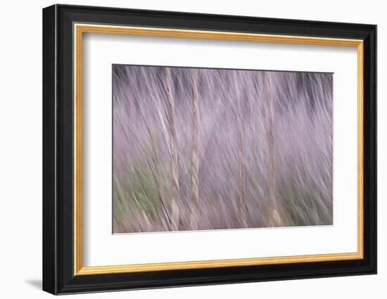 Spring Rustle-Jacob Berghoef-Framed Photographic Print