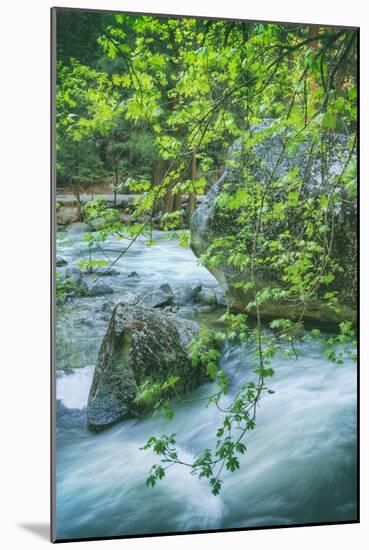 Spring Scene on the Trail to Mirror Lake, Yosemite Valley-Vincent James-Mounted Photographic Print