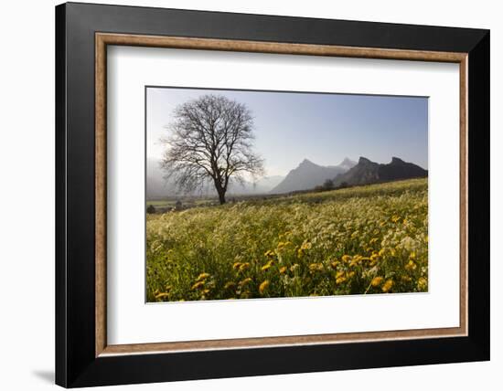 Spring Scenery in the Grisons Reign-Armin Mathis-Framed Photographic Print