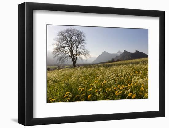 Spring Scenery in the Grisons Reign-Armin Mathis-Framed Photographic Print