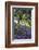 Spring Session Wildflower Beauty - California Oak Trees-Vincent James-Framed Photographic Print