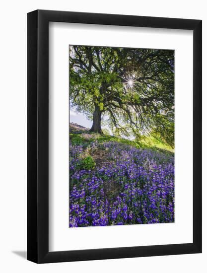 Spring Session Wildflower Beauty - California Oak Trees-Vincent James-Framed Photographic Print