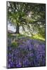 Spring Session Wildflower Beauty - California Oak Trees-Vincent James-Mounted Photographic Print