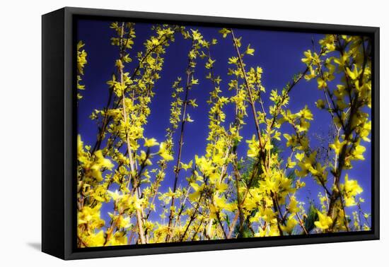 Spring Show III-Alan Hausenflock-Framed Premier Image Canvas