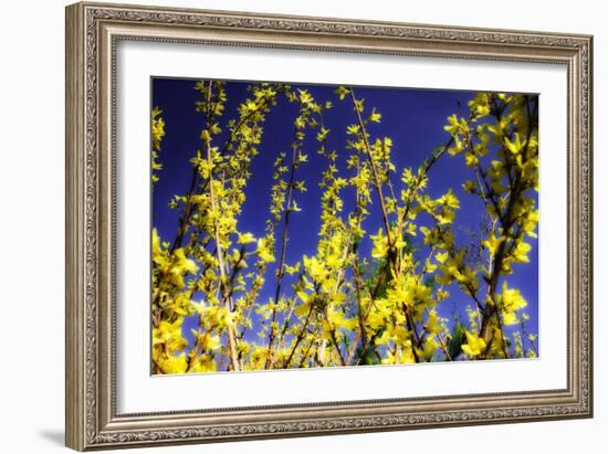 Spring Show III-Alan Hausenflock-Framed Photographic Print