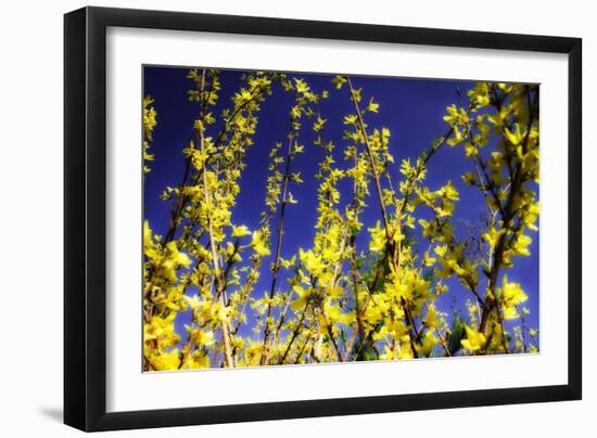 Spring Show III-Alan Hausenflock-Framed Photographic Print