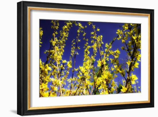 Spring Show III-Alan Hausenflock-Framed Photographic Print