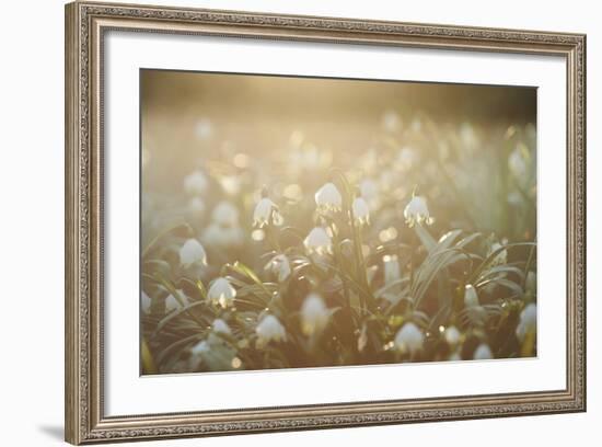 Spring Snowflake, Leucojum Vernum-David & Micha Sheldon-Framed Photographic Print