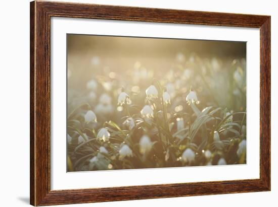 Spring Snowflake, Leucojum Vernum-David & Micha Sheldon-Framed Photographic Print