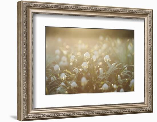 Spring Snowflake, Leucojum Vernum-David & Micha Sheldon-Framed Photographic Print