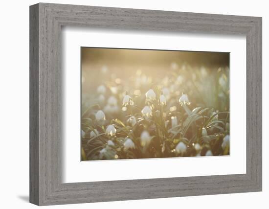 Spring Snowflake, Leucojum Vernum-David & Micha Sheldon-Framed Photographic Print