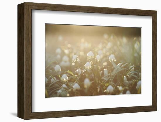 Spring Snowflake, Leucojum Vernum-David & Micha Sheldon-Framed Photographic Print