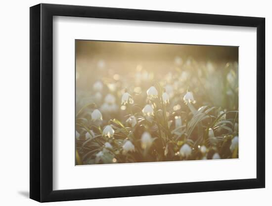 Spring Snowflake, Leucojum Vernum-David & Micha Sheldon-Framed Photographic Print