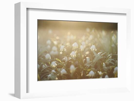 Spring Snowflake, Leucojum Vernum-David & Micha Sheldon-Framed Photographic Print