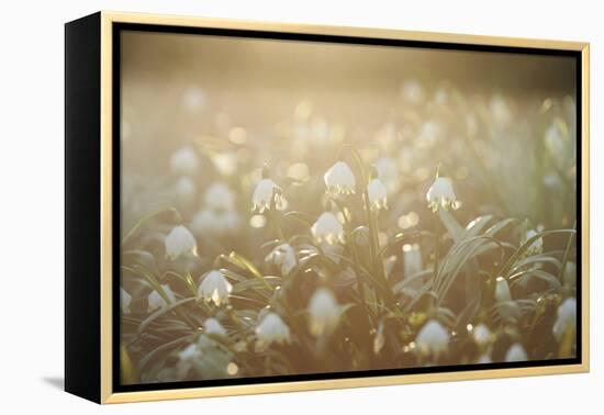 Spring Snowflake, Leucojum Vernum-David & Micha Sheldon-Framed Premier Image Canvas