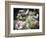 Spring Sparrows, 2020, (composite painting)-Helen White-Framed Giclee Print