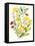 Spring Sprigs II-Jennifer Goldberger-Framed Stretched Canvas