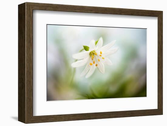 Spring Stitchwort-Mandy Disher-Framed Photographic Print