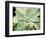 Spring Succulent II-Jason Johnson-Framed Photographic Print