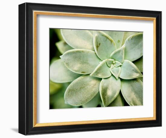 Spring Succulent II-Jason Johnson-Framed Photographic Print