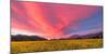 Spring Sunset Napa Valley-Elizabeth Carmel-Mounted Photographic Print