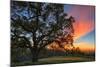 Spring Sunset Oak Tree From Mount Diablo Contra Costa Walnut Creek-Vincent James-Mounted Photographic Print