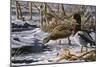 Spring Thaw - Mallards-Wilhelm Goebel-Mounted Giclee Print