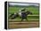 Spring Thoroughbred Horse Racing at Keeneland, Kentucky, USA-Adam Jones-Framed Premier Image Canvas