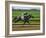 Spring Thoroughbred Horse Racing at Keeneland, Kentucky, USA-Adam Jones-Framed Photographic Print