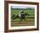 Spring Thoroughbred Horse Racing at Keeneland, Kentucky, USA-Adam Jones-Framed Photographic Print