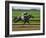 Spring Thoroughbred Horse Racing at Keeneland, Kentucky, USA-Adam Jones-Framed Photographic Print