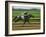 Spring Thoroughbred Horse Racing at Keeneland, Kentucky, USA-Adam Jones-Framed Photographic Print