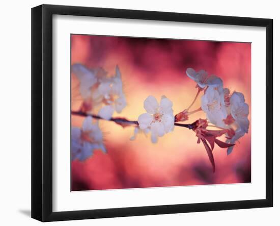 Spring Time 2-Philippe Sainte-Laudy-Framed Photographic Print