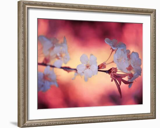 Spring Time 2-Philippe Sainte-Laudy-Framed Photographic Print