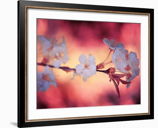 Spring Time 2-Philippe Sainte-Laudy-Framed Photographic Print