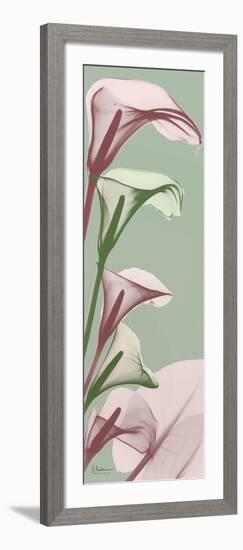 Spring Time Calla Lilies-Albert Koetsier-Framed Photo