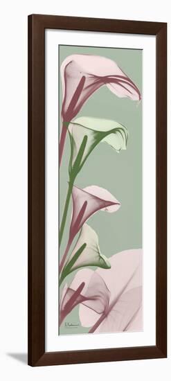 Spring Time Calla Lilies-Albert Koetsier-Framed Photo