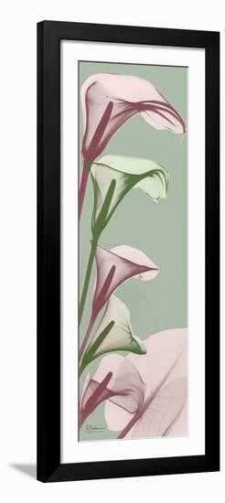 Spring Time Calla Lilies-Albert Koetsier-Framed Photo