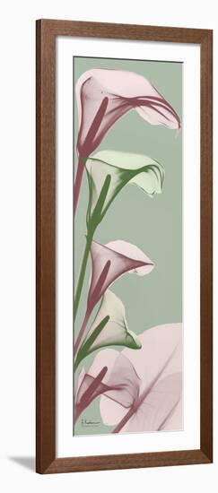 Spring Time Calla Lilies-Albert Koetsier-Framed Photo