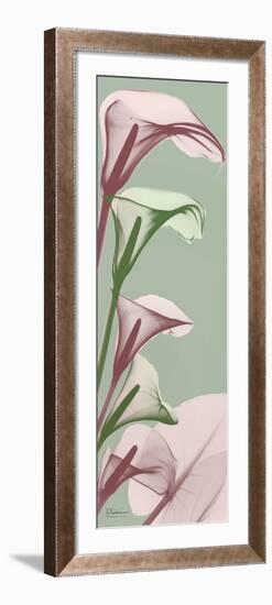 Spring Time Calla Lilies-Albert Koetsier-Framed Photo