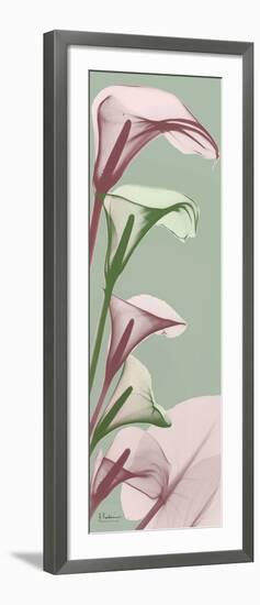 Spring Time Calla Lilies-Albert Koetsier-Framed Photo