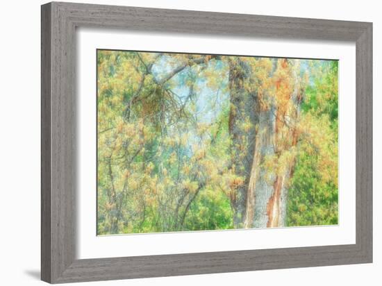 Spring Tree Impressions-Vincent James-Framed Photographic Print