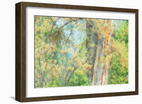 Spring Tree Impressions-Vincent James-Framed Photographic Print