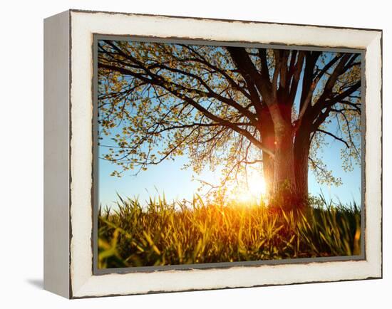 Spring Tree in a Meadow with Grass at Sunset-Dudarev Mikhail-Framed Premier Image Canvas