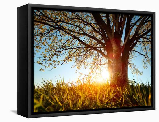 Spring Tree in a Meadow with Grass at Sunset-Dudarev Mikhail-Framed Premier Image Canvas