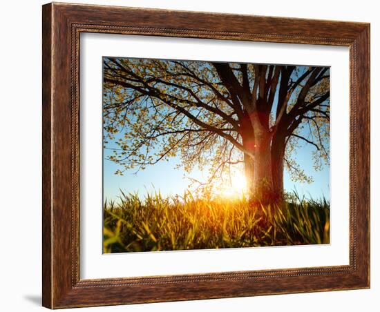 Spring Tree in a Meadow with Grass at Sunset-Dudarev Mikhail-Framed Photographic Print