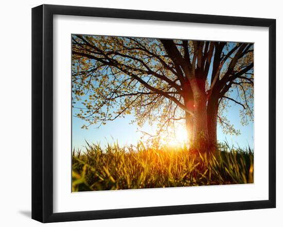 Spring Tree in a Meadow with Grass at Sunset-Dudarev Mikhail-Framed Photographic Print